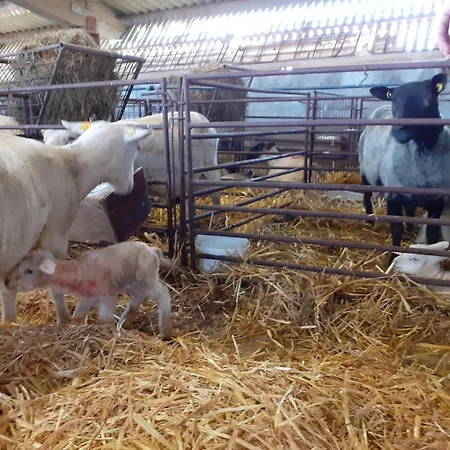 Landfrieden Appartement