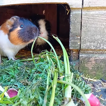 Landfrieden 아파트 Vollerwiek