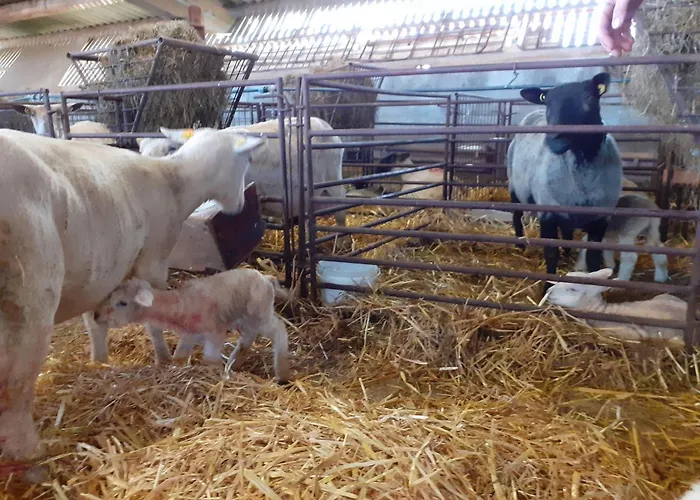 Landfrieden Apartment